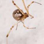 Brown Widow Spider Pest Control Service Plan