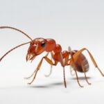 ant Pest Control Service Plan