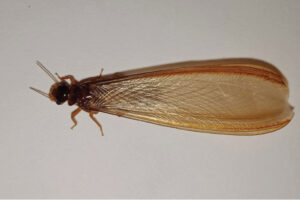 Termite Swarmer