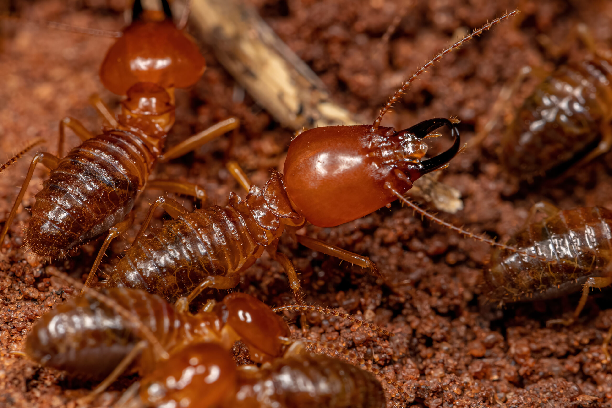 Soldier Termites Termite Control