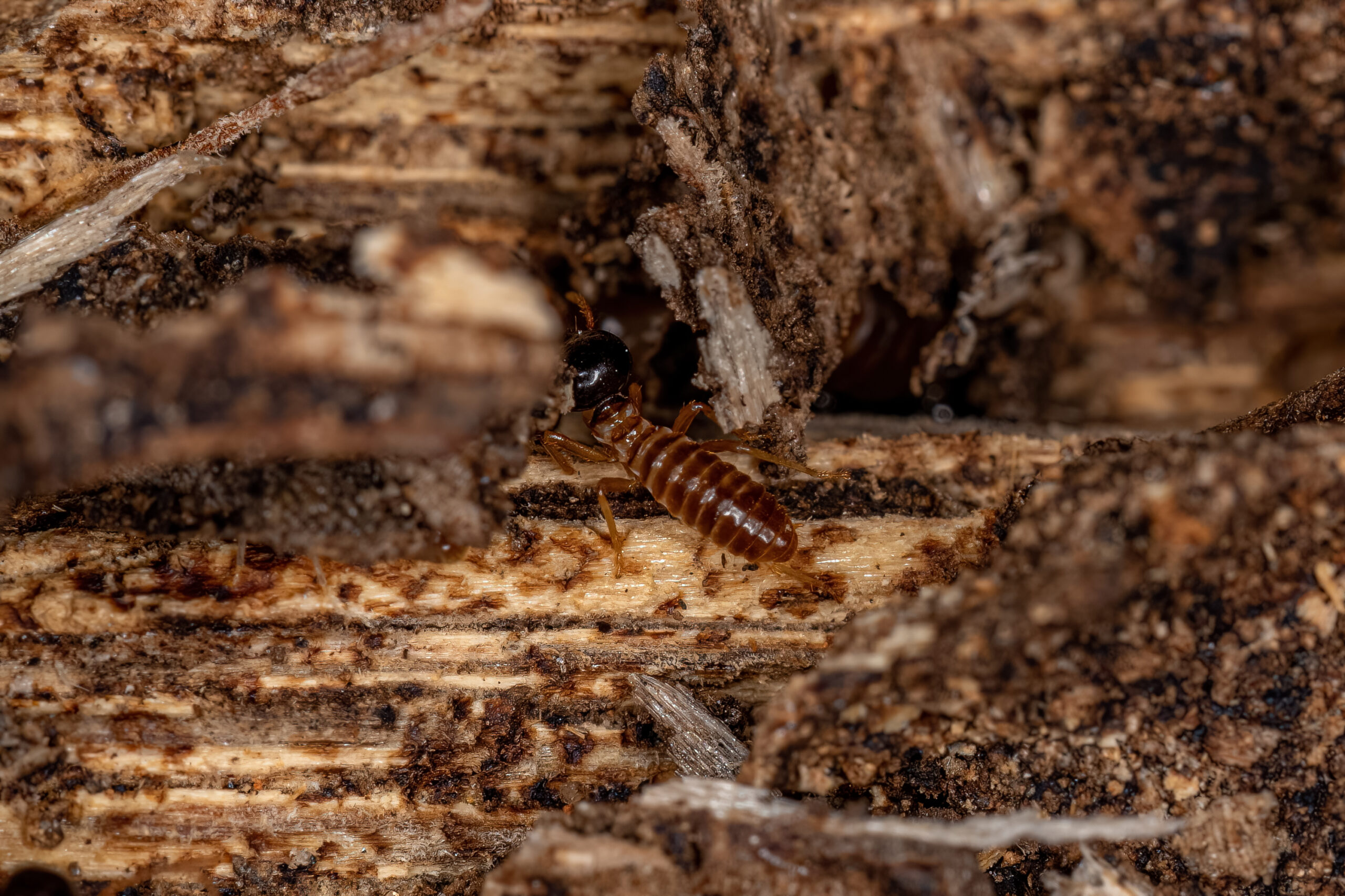 Termite Damaged Wood - Termite Control