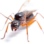 Carpenter Ants Pest Control Service Plan