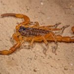 Scorpion Pest Control Service Plan