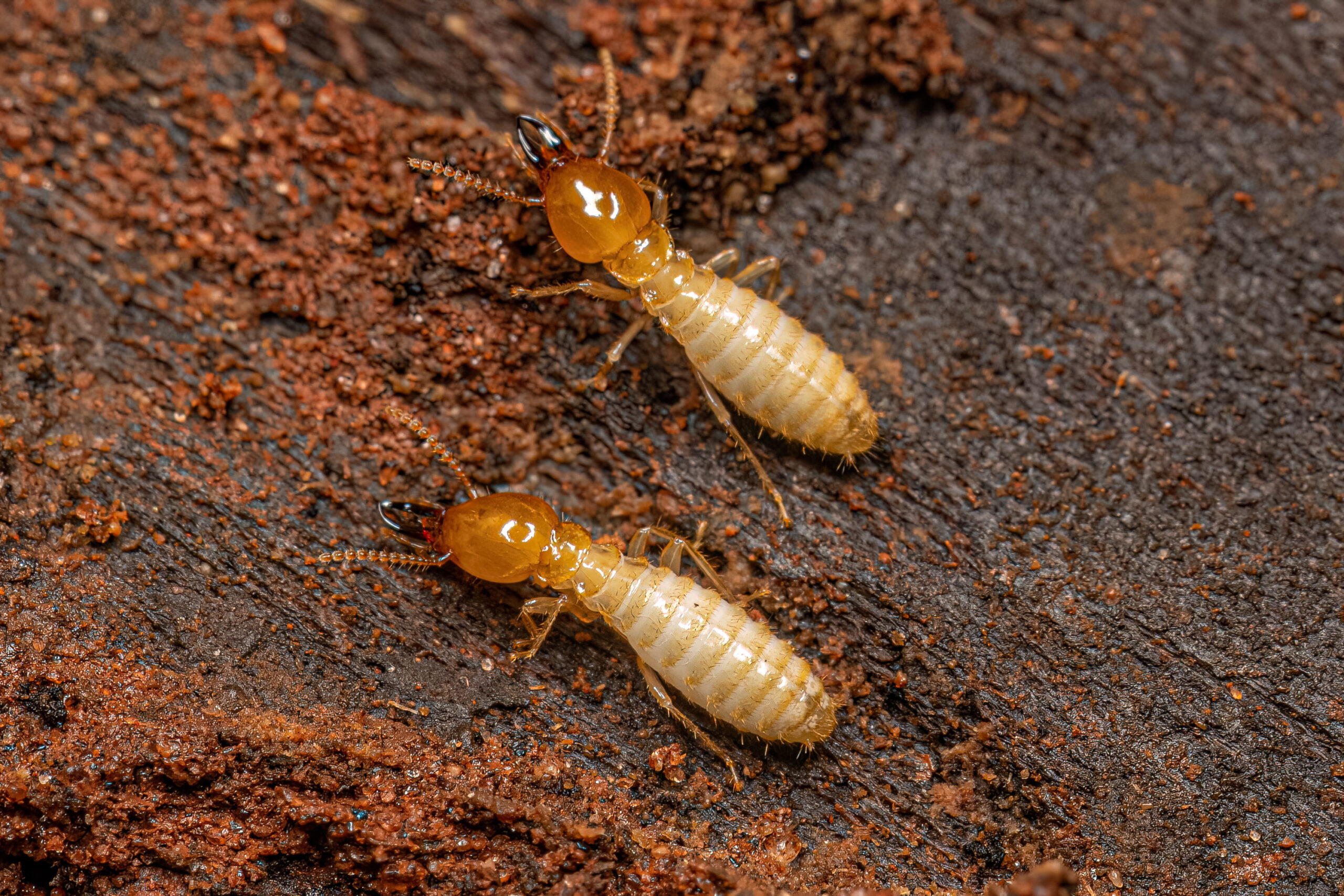 Worker Termites Termite Control Pest Control Service Plan